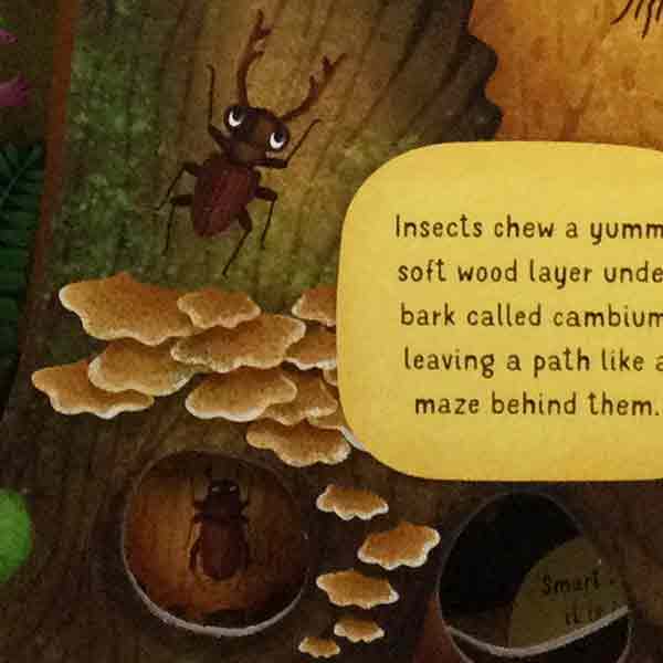 Discovering the Hidden Woodland World - Image 3